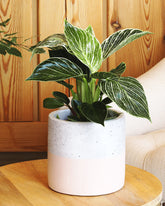 نبتة فيلودندرون